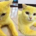 Kucing Berbulu Kuning Akibat Dilumuri Kunyit. Apakah Boleh Dilakukan?