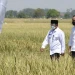 Uu Ruzhanul Dampingi Presiden RI Tinjau Panen Padi di Indramayu