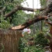 Pohon Tumbang Menimpa Kuburan, Warga : Pohon Dekat Rumah Warga Tolong Diperhatikan