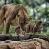 Baha dan Gia Sangat Lucu di Kebun Binatang Bandung