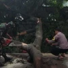Polsek Gunung Putri Lakukan Evakuasi Pohon Tumbang