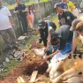 PWI Kabupaten Bogor Sembelih Dua Ekor Sapi dan Empat Ekor Kambing Sebagai Wujud Kepedulian Kepada Sesama