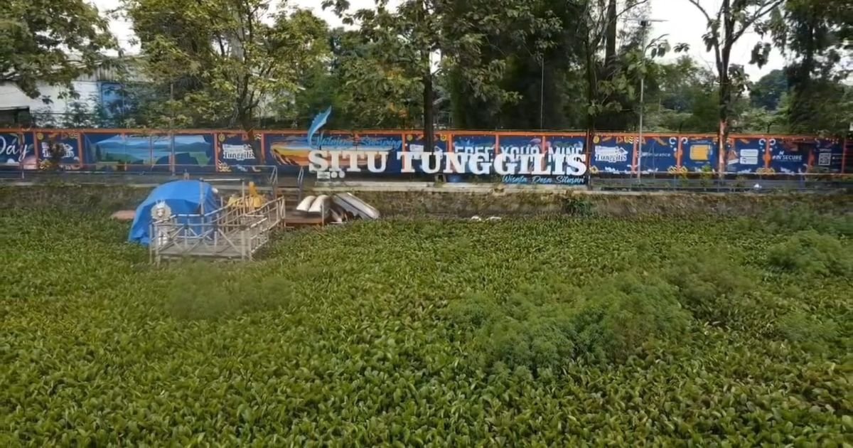 Situ Tunggilis di Desa Situsari, Cileungsi, Kabupaten Bogor, dipenuhi eceng gondok hingga menutup hampir seluruh permukaan danau dan membuat aktivitas wisata lumpuh.
