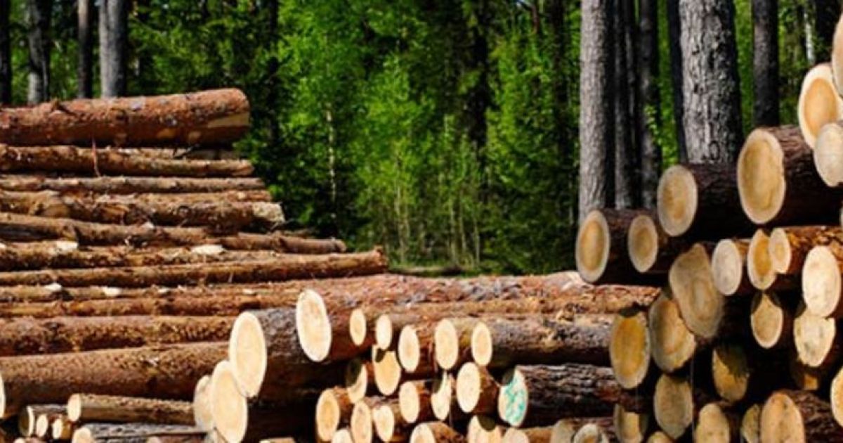 Ilustrasi Kayu Gaharu (Istimewa)