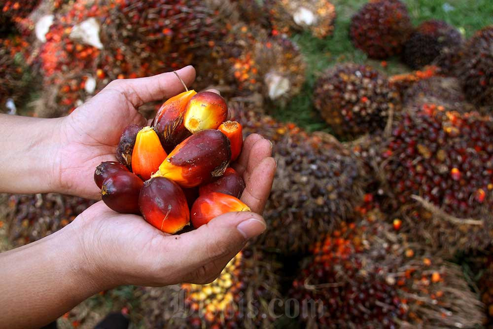 Pekerja menata kelapa sawit saat panen di kawasan Kemang, Kabupaten Bogor. Bisnis/Arief Hermawan P