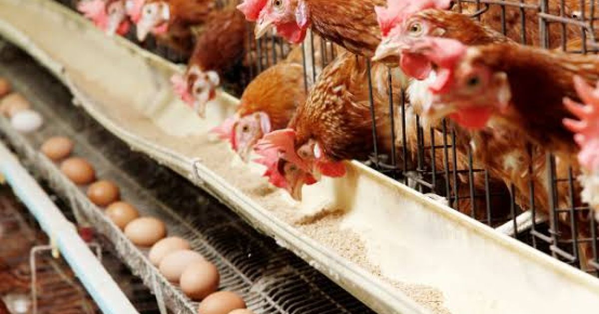 Arab Saudi Larang Impor Unggas dan Telur dari Indonesia, Ini Penjelasan Resminya