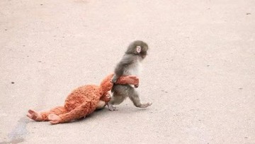 Bayi monyet bernama Punch menjadi viral setelah video dan fotonya menentang boneka orangutan memikat hati orang-orang di seluruh dunia (Foto: Social Media X/@ichikawa_zoo)
