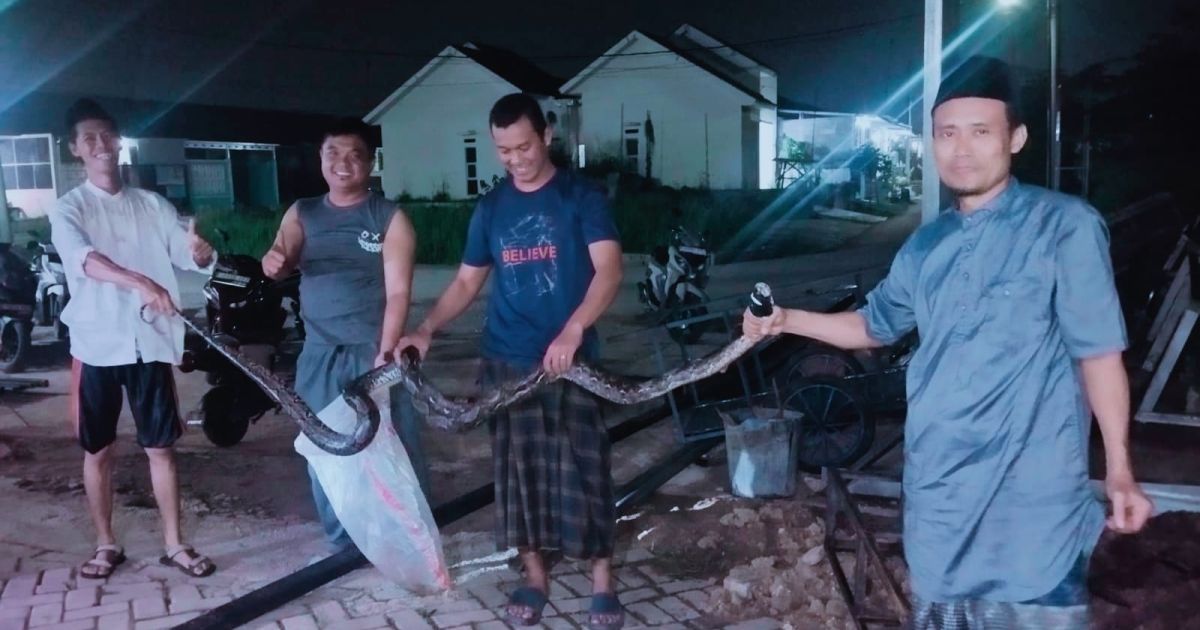 Heboh, Warga Temukan Ular Sanca di Halaman masjid Darul Hadi Cileungsi
