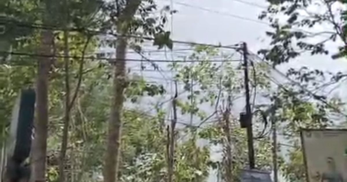 Pria di Garut Tewas Tersengat Listrik Saat Tebang Pohon, Ini Kronologinya.