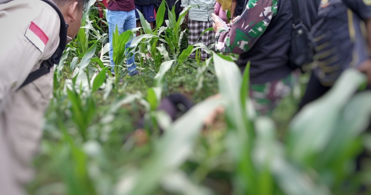 Warga Kampung Cibedug Girang, Desa Sukatani, Kecamatan Sukaraja, Kabupaten Bogor, digegerkan oleh penemuan sesosok mayat laki-laki di sebuah lahan kebun jagung pada Jumat (17/4/2026)/Foto: Gandi