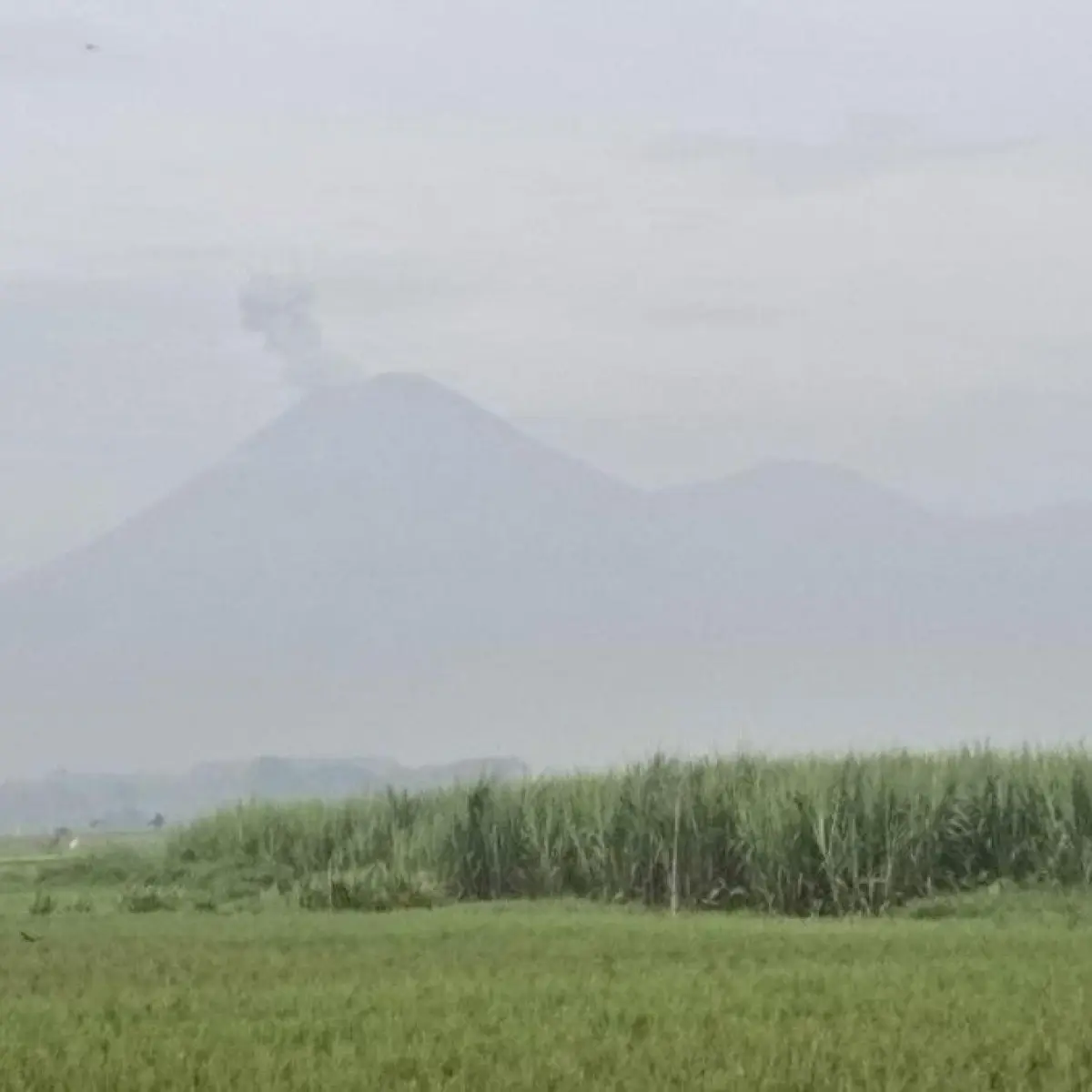 Gunung Semeru erupsi/Foto: Nur Hadi Wicaksono/detikJatim