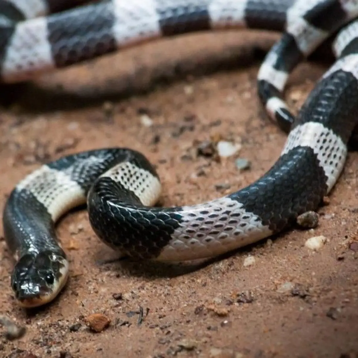 Ular Weling (Bungarus candidus) (Foto: Benjamin Michael Marshall/Flickr/Lisensi CC BY-NC 2.0)
