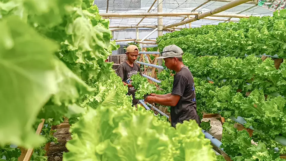Petani muda di Pangandaran raup omzet hingga Rp 20 juta per bulan dari budidaya selada untuk program MBG. (Beritasatu.com/Muhamad Iqbal)