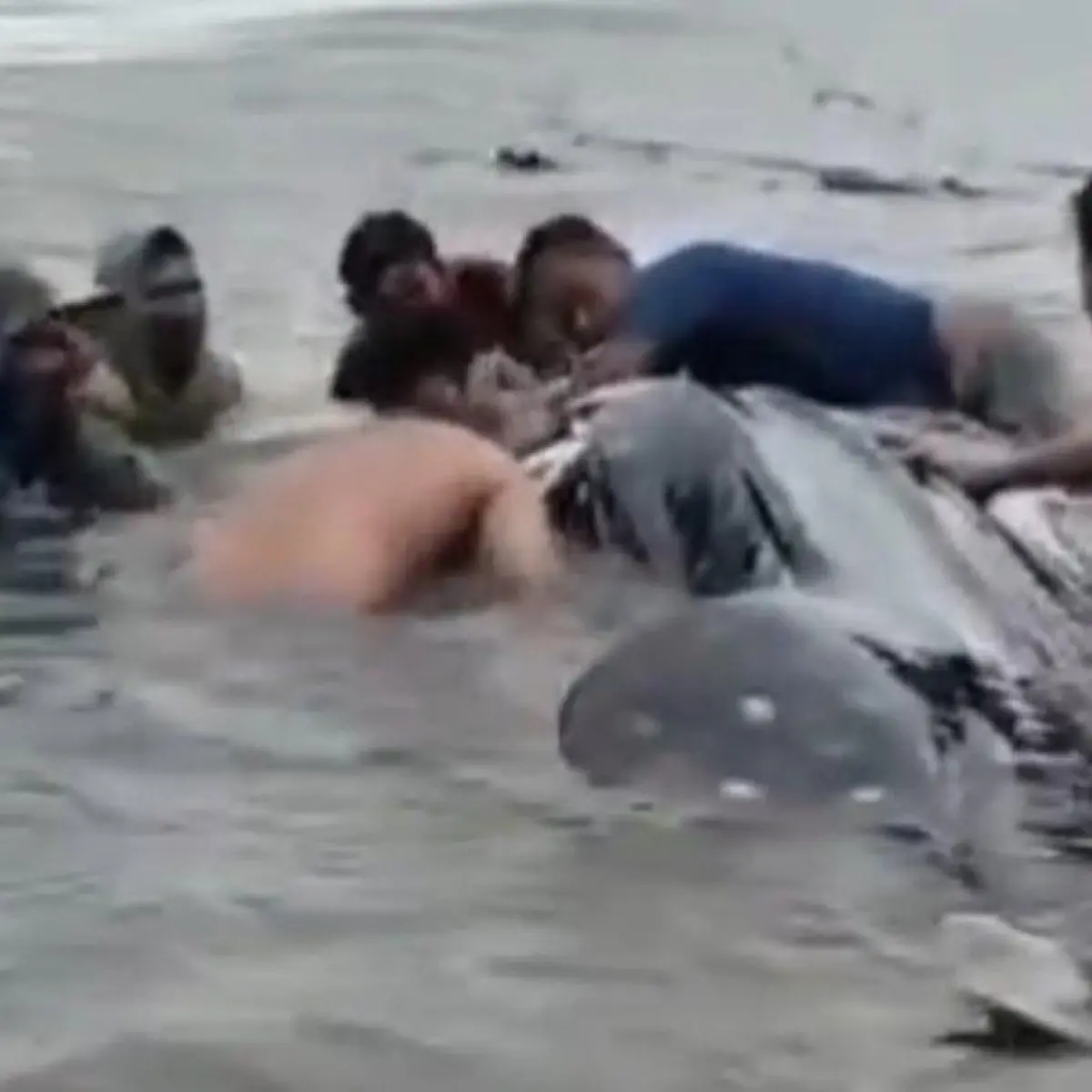 Hiu paus terdampar di pantai Lamongan (dok. Tangkapan layar)