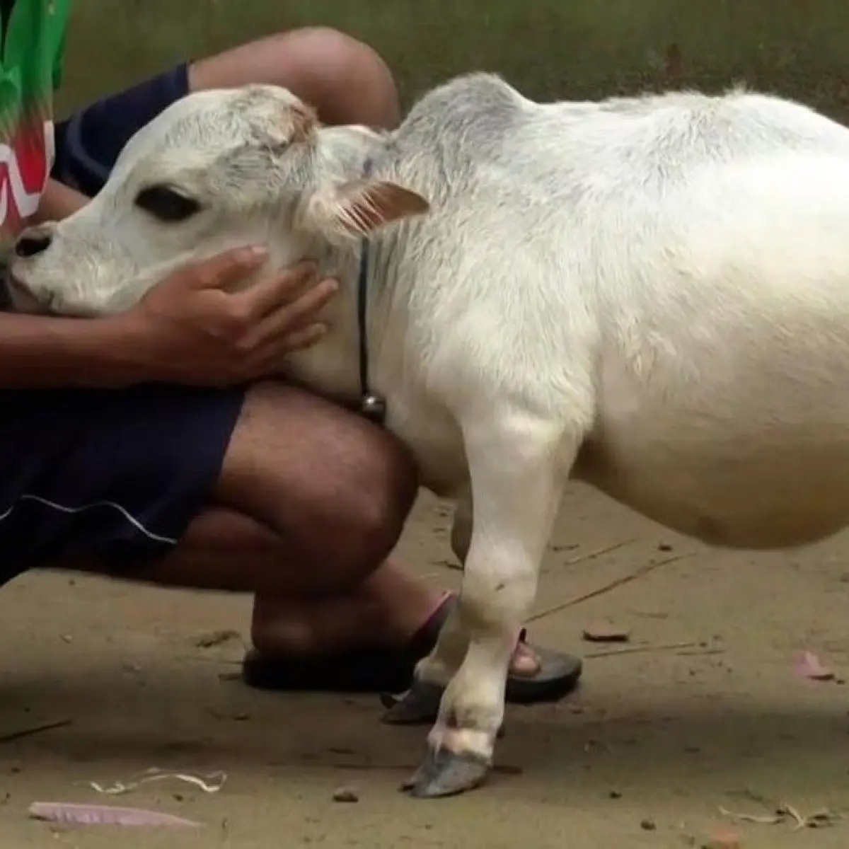 Rani si sapi kuntet (Foto: YouTube)