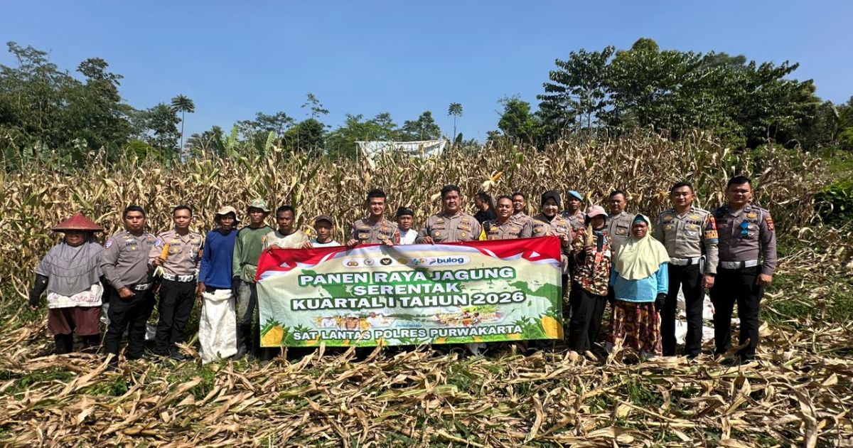Sinergi Polri dan petani di Cibatu membuahkan hasil: 8 ton jagung hibrida dipanen sebagai langkah nyata memperkuat swasembada pangan 2026.(Mustafa Kamal).