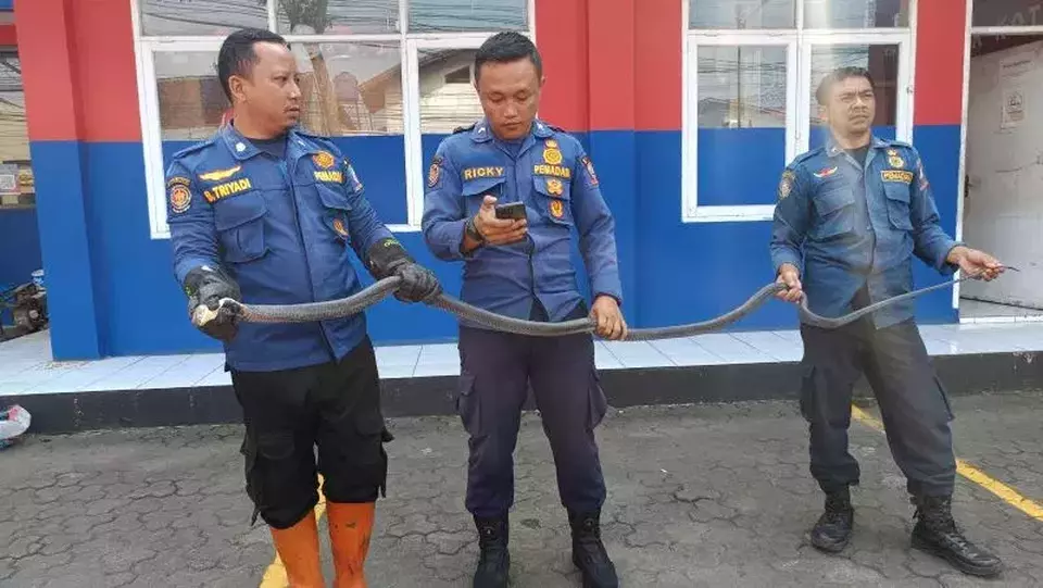 Geger King Kobra Raksasa Bersembunyi di Bawah Ranjang, Evakuasi Dramatis di Sumedang
