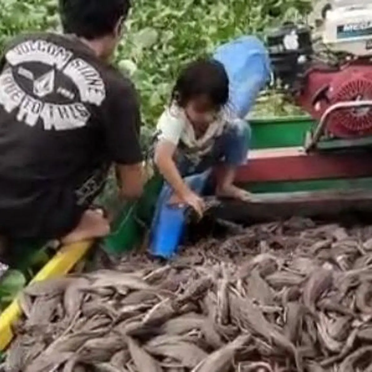 Inovasi Lokal: Warga Sidrap Sulap Ikan Sapu-sapu Melimpah Jadi Pakan Ternak Bernilai Ekonomis
