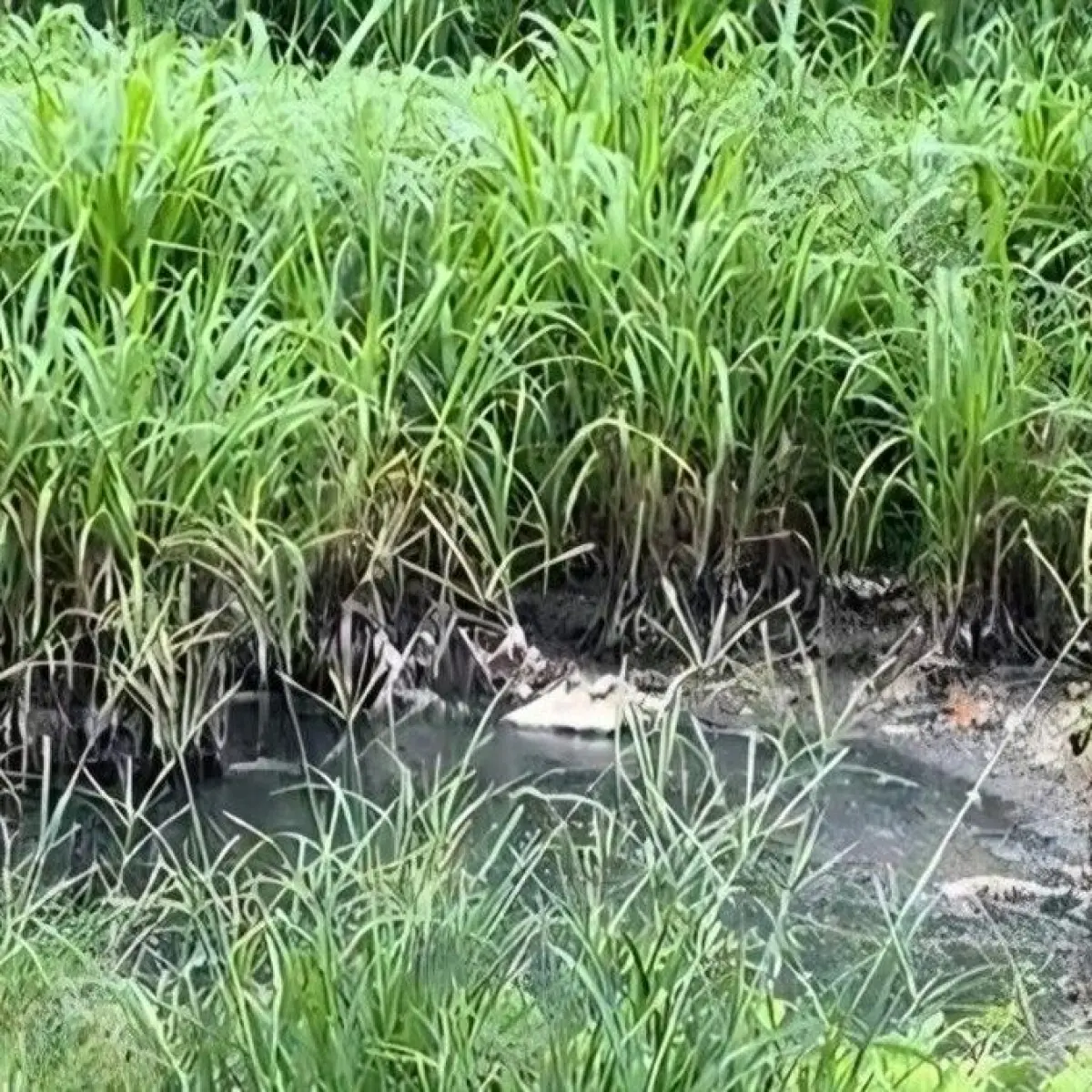 Foto: Lahan yang dikeluhkan warganet karena menimbulkan bau busuk kotoran di Banjar Kertha Lestari, Desa Ungasan, Kuta Selatan. (dok. Tangkapan layar akun TikTok @explore.tiana)