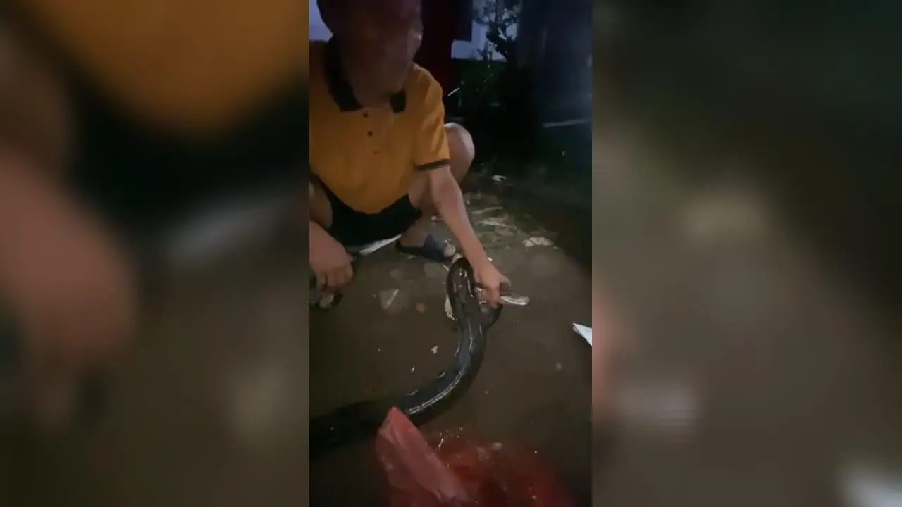 Ular Sepanjang 3 Meter Ditemukan Warga di Cileungsi, Bogor